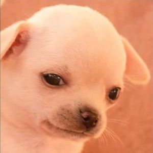 Meet your Posher, Marco